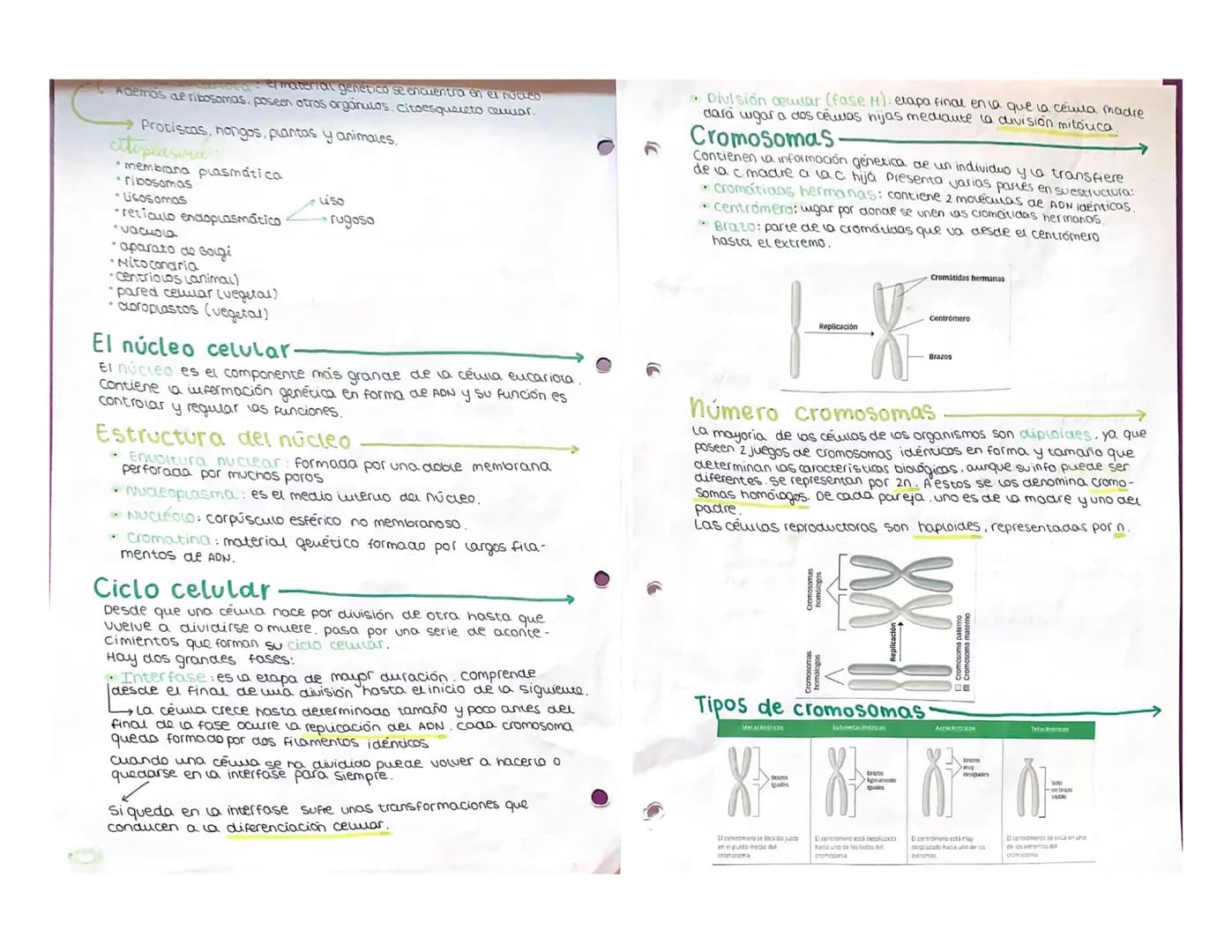 Tem 1:
Teoría Celular
Se resume en 3 puntos:
1. La célula es la unidad estructural de los seres vivos. Estamos
constituidos por una o más cé