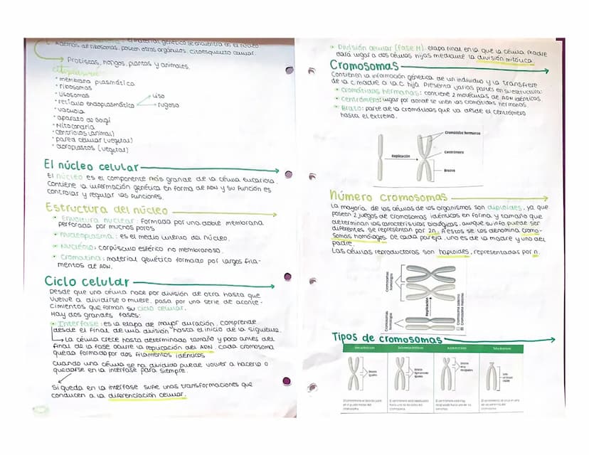 Tem 1:
Teoría Celular
Se resume en 3 puntos:
1. La célula es la unidad estructural de los seres vivos. Estamos
constituidos por una o más cé