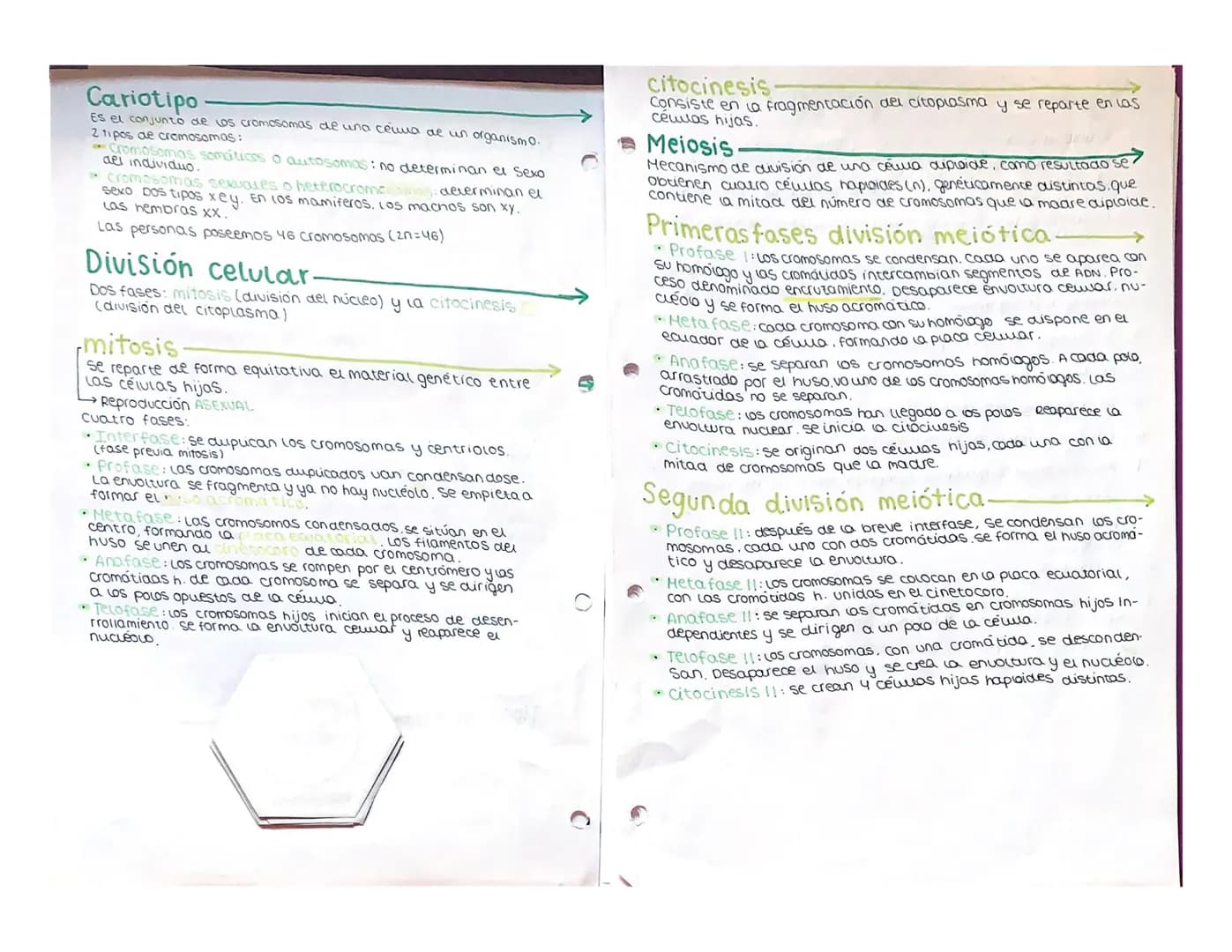 Tem 1:
Teoría Celular
Se resume en 3 puntos:
1. La célula es la unidad estructural de los seres vivos. Estamos
constituidos por una o más cé