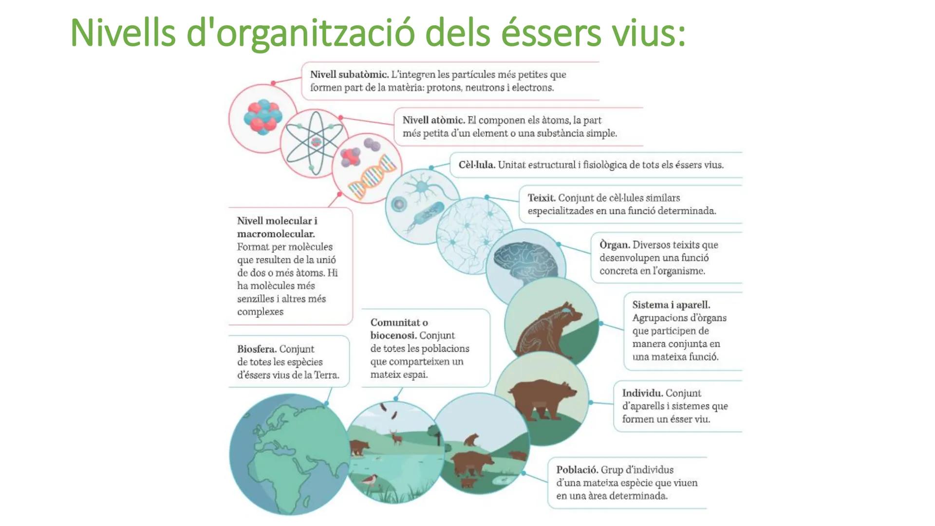 # UD 1

Els bioelements, l'aigua i les sals minerals. Biologia:

• Paraula que prové del grec.

• Ciència.

• Estudi de la vida/ éssers vius