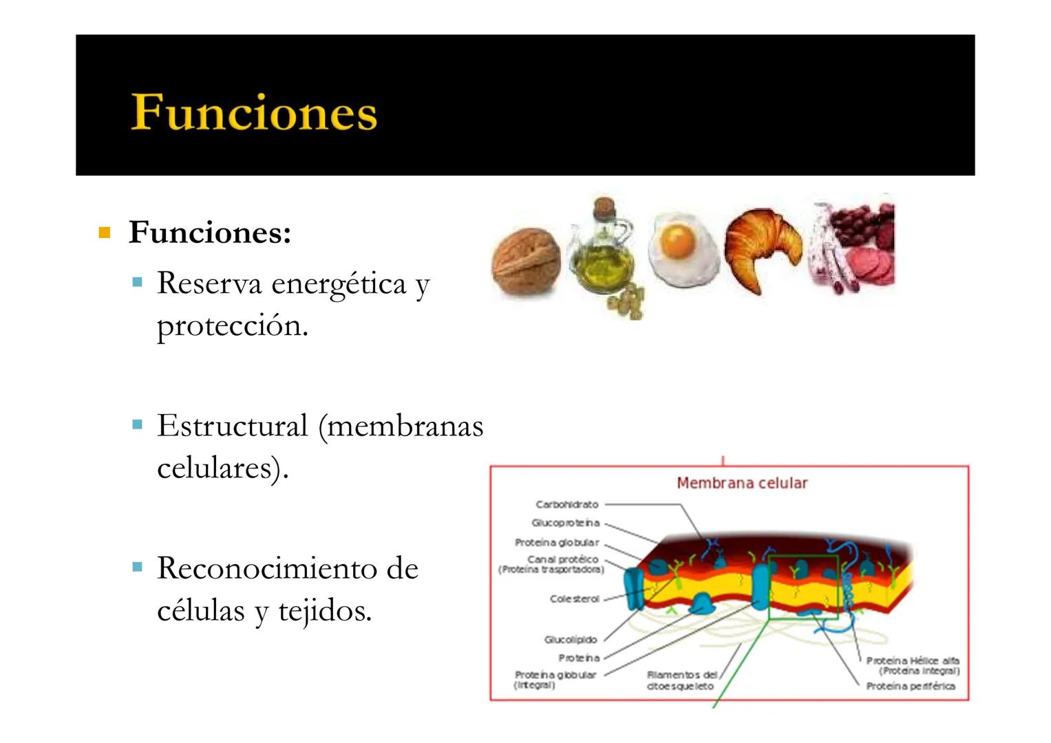 SU
T3 LÍPIDOS
Energía y Estructura
Bioquímica-I
Grado en Medicina
UNIVERSIDAD
ALFONSO X EL SABIO LÍPIDOS
1. Definición y clasificación
1.1. 