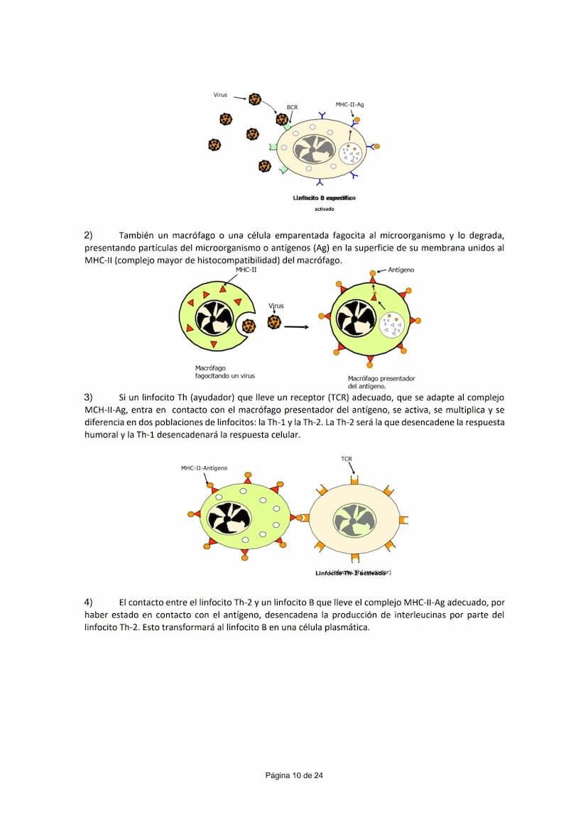 UNIDAD 5.- INMUNOLOGÍA
CONCEPTO DE INMUNIDAD (¹)
Conjunto de mecanismos que un individuo posee para enfrentarse a la invasión de cualquier c