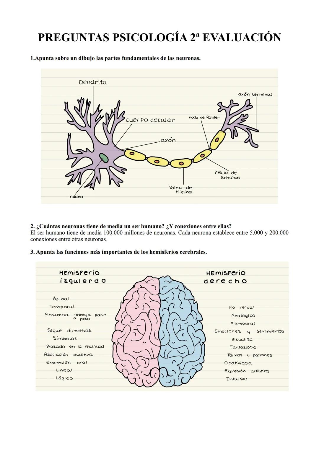 PREGUNTAS PSICOLOGÍA 2ª EVALUACIÓN
1.Apunta sobre un dibujo las partes fundamentales de las neuronas.
núdeo
Dendrita
HEMISFerio
izquierdo
Ve