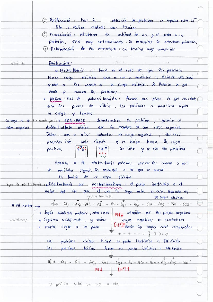 T
o
0
Q
Cal proteina
Hay protanes
elemento
H₂N
El
carbono
glico cola
Aminoácidos:
B
I
Co- COOH
1
H
(PH
CON CARGA +
SIN CARGA
grupo
:
Exempla