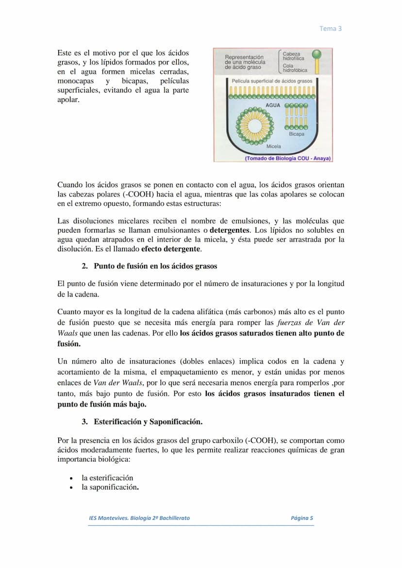 I.
II.
III.
IV.
V.
VI.
I.
TEMA 3 LOS LÍPIDOS
Concepto. Características generales
Los lípidos son biomoléculas orgánicas que contienen cadena