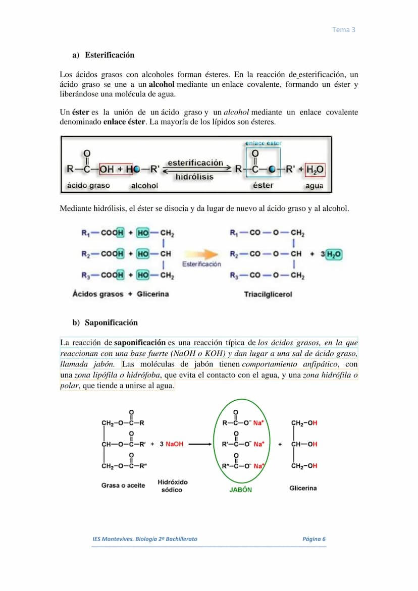 I.
II.
III.
IV.
V.
VI.
I.
TEMA 3 LOS LÍPIDOS
Concepto. Características generales
Los lípidos son biomoléculas orgánicas que contienen cadena
