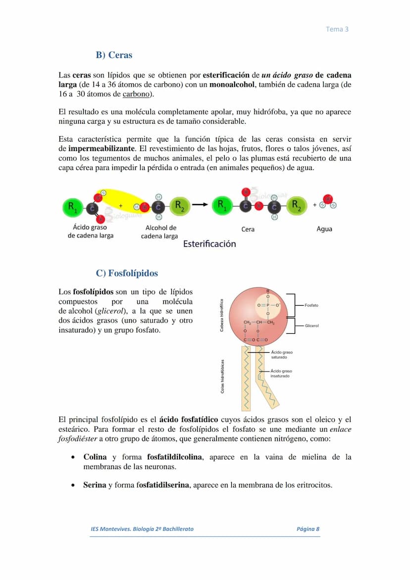 I.
II.
III.
IV.
V.
VI.
I.
TEMA 3 LOS LÍPIDOS
Concepto. Características generales
Los lípidos son biomoléculas orgánicas que contienen cadena