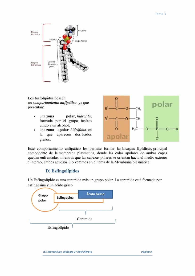 I.
II.
III.
IV.
V.
VI.
I.
TEMA 3 LOS LÍPIDOS
Concepto. Características generales
Los lípidos son biomoléculas orgánicas que contienen cadena