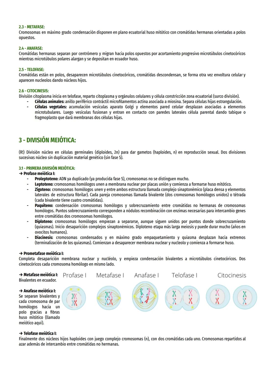 TEMA 10 - DIVISIÓN CELULAR:
1- CICLO CELULAR:
Periodos crecimiento y división.
→ Partes del ciclo celular:
División: célula divide en dos o 