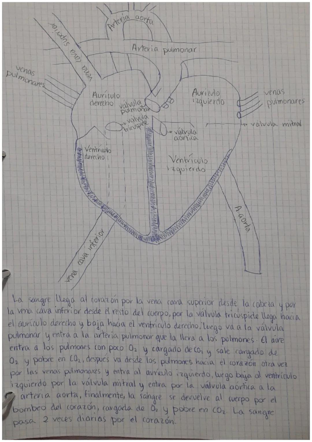 vena cava superior
venas
pulmonares
Arteria
Auriculo
derecho
Ventriwo
derecho
aorta
vena cava inferior
Arteria pulmonar
válvula
pulmonar
val