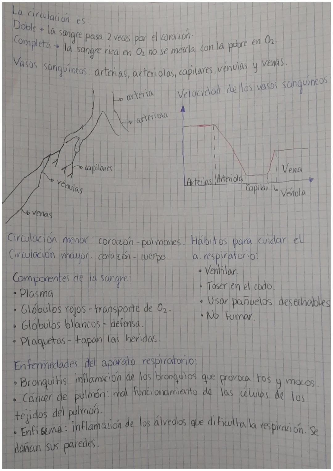 vena cava superior
venas
pulmonares
Arteria
Auriculo
derecho
Ventriwo
derecho
aorta
vena cava inferior
Arteria pulmonar
válvula
pulmonar
val