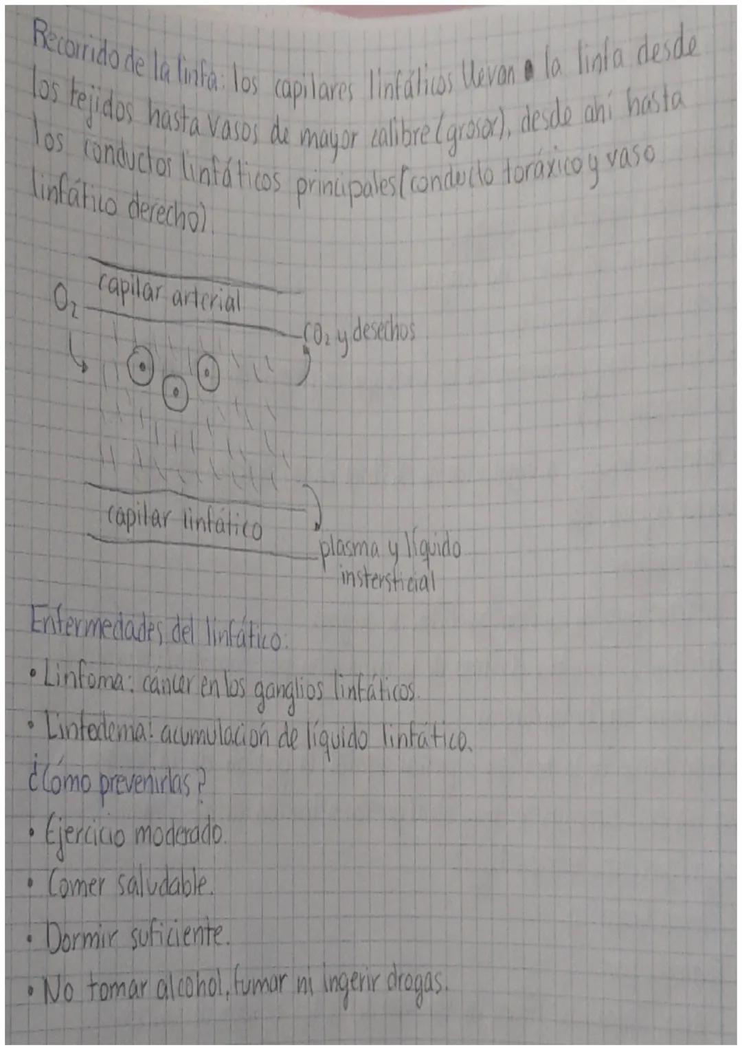 vena cava superior
venas
pulmonares
Arteria
Auriculo
derecho
Ventriwo
derecho
aorta
vena cava inferior
Arteria pulmonar
válvula
pulmonar
val