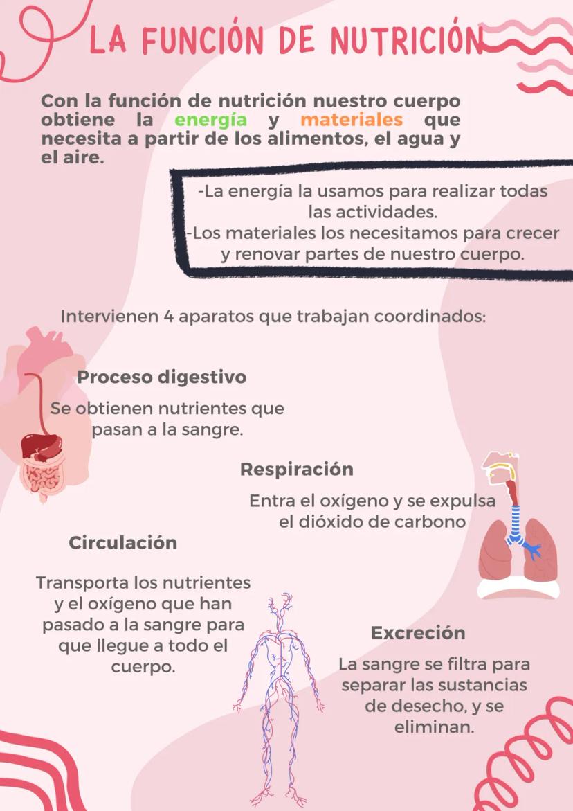 I я
LA FUNCIÓN DE NUTRICIÓN
Con la función de nutrición nuestro cuerpo
obtiene la energía y materiales que
necesita a partir de los alimento