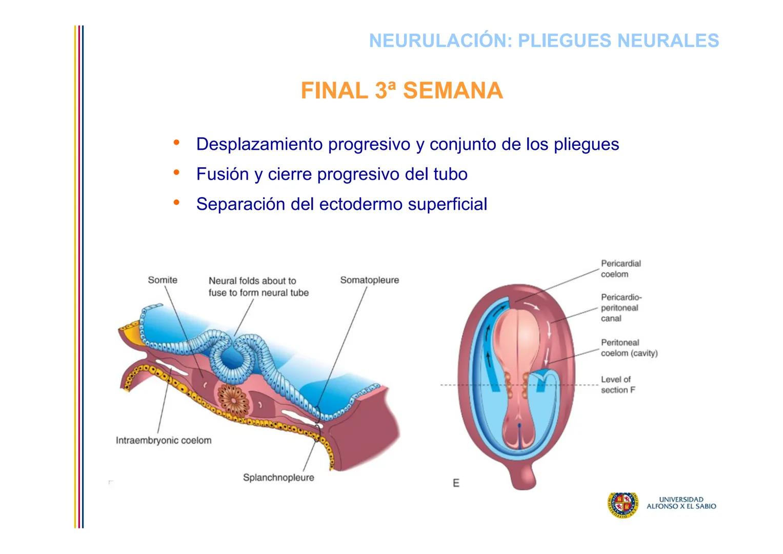EMBRIOLOGÍA

TEMA 6

DERIVADOS DEL

ECTODERMO

SUL/3BONU
E
4
n
Σ

UNIVERSIDAD
ALFONSO X EL SABIO # DERIVADOS DEL ECTODERMO

1. DERIVADOS DEL