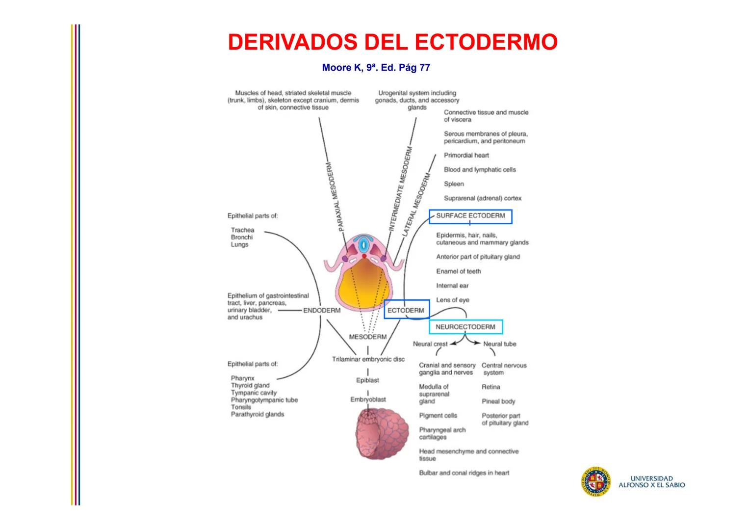 EMBRIOLOGÍA

TEMA 6

DERIVADOS DEL

ECTODERMO

SUL/3BONU
E
4
n
Σ

UNIVERSIDAD
ALFONSO X EL SABIO # DERIVADOS DEL ECTODERMO

1. DERIVADOS DEL