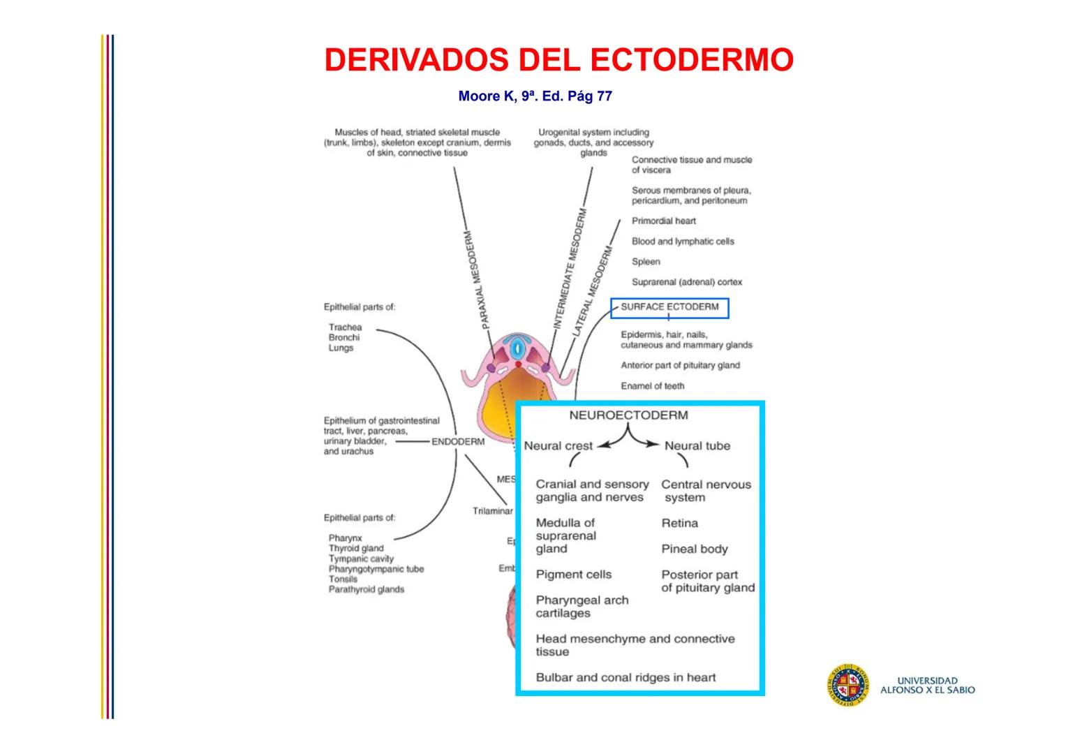 EMBRIOLOGÍA

TEMA 6

DERIVADOS DEL

ECTODERMO

SUL/3BONU
E
4
n
Σ

UNIVERSIDAD
ALFONSO X EL SABIO # DERIVADOS DEL ECTODERMO

1. DERIVADOS DEL