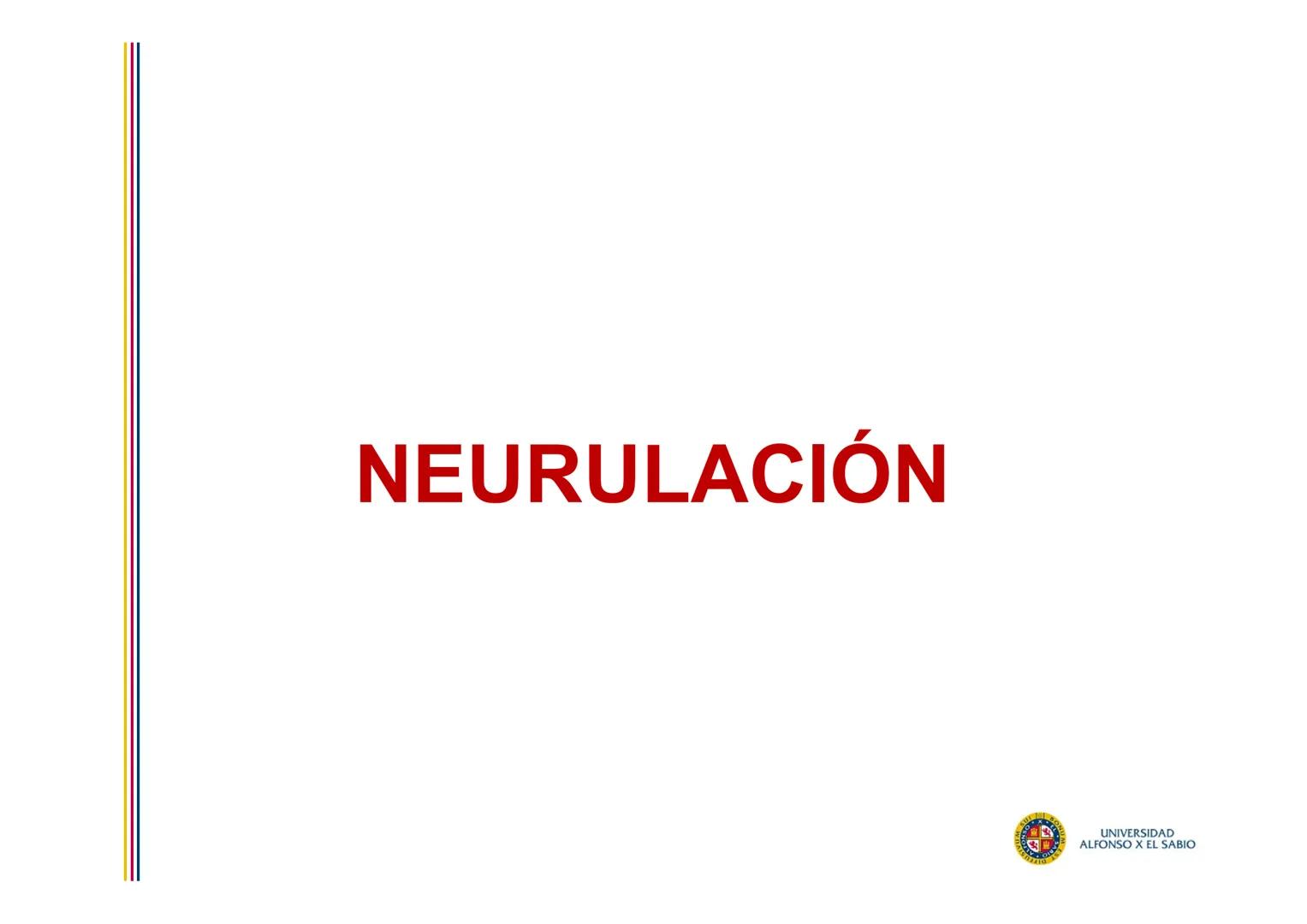 EMBRIOLOGÍA

TEMA 6

DERIVADOS DEL

ECTODERMO

SUL/3BONU
E
4
n
Σ

UNIVERSIDAD
ALFONSO X EL SABIO # DERIVADOS DEL ECTODERMO

1. DERIVADOS DEL