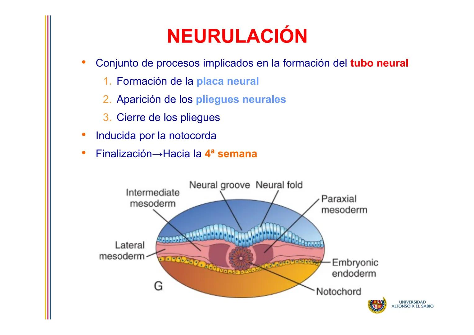 EMBRIOLOGÍA

TEMA 6

DERIVADOS DEL

ECTODERMO

SUL/3BONU
E
4
n
Σ

UNIVERSIDAD
ALFONSO X EL SABIO # DERIVADOS DEL ECTODERMO

1. DERIVADOS DEL