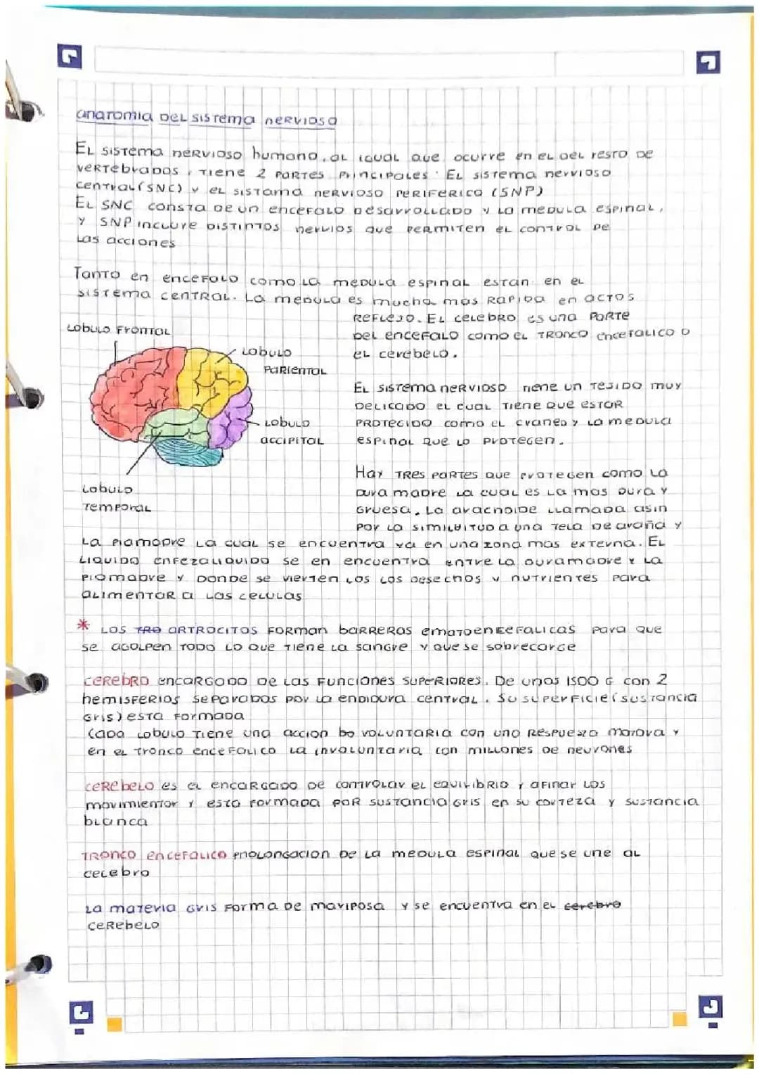  Anatomía del sistema nervioso y sistema nervioso periférico 
