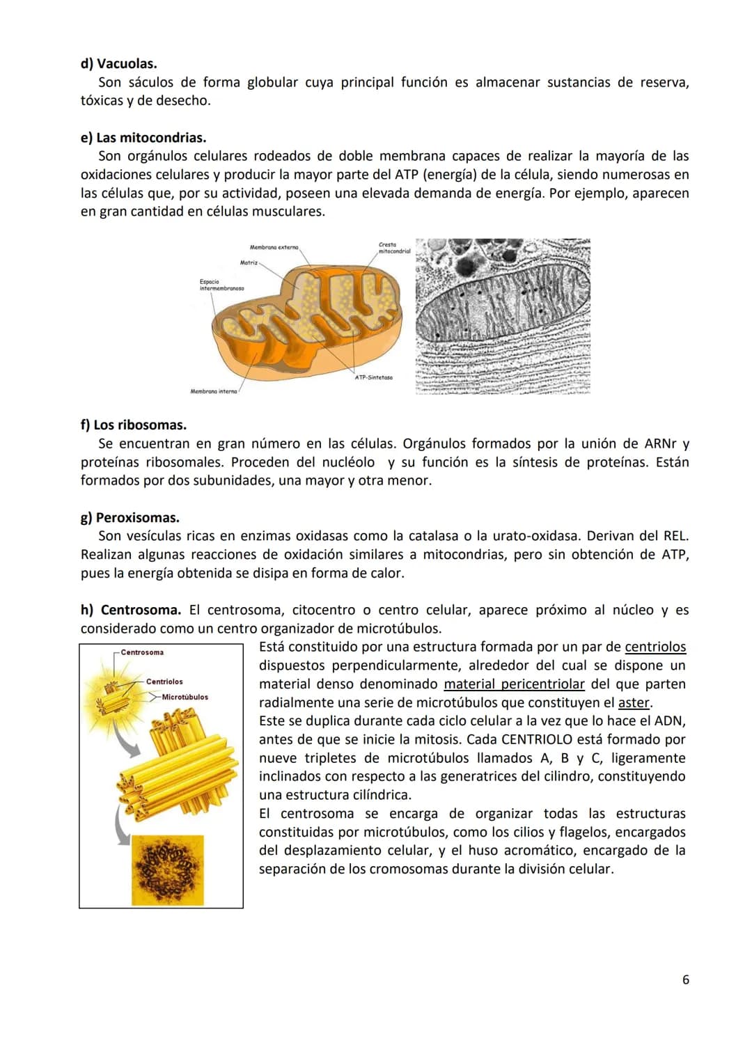 TEMA 1. ORGANIZACIÓN BÁSICA DEL CUERPO HUMANO
1.- DEFINICIÓN DE ANATOMÍA Y BREVE HISTORIA
1.1.- Definición
Anatomía: ciencia que estudia la 