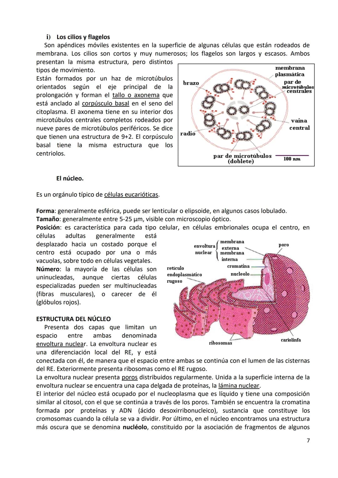 TEMA 1. ORGANIZACIÓN BÁSICA DEL CUERPO HUMANO
1.- DEFINICIÓN DE ANATOMÍA Y BREVE HISTORIA
1.1.- Definición
Anatomía: ciencia que estudia la 