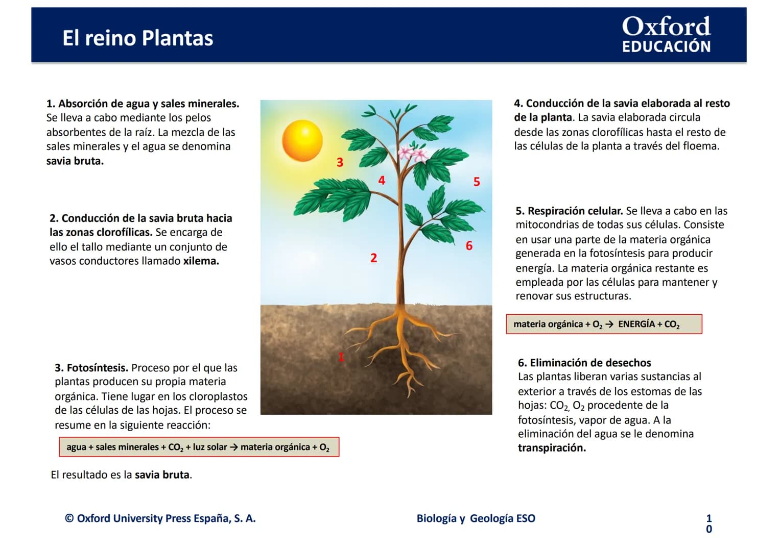 TEMA 4: EL REINO
EING
PLANTAS
logia
Biología y Geología
Oxford
EDUCACIÓN
DO
DOMI MINA El reino Plantas
●
¿Qué son las plantas?
• ¿Cómo son l