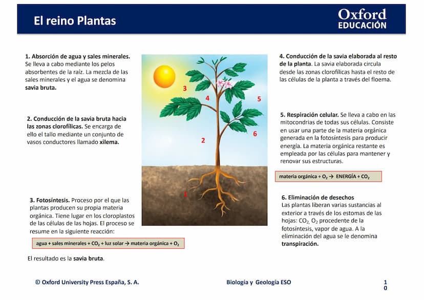 TEMA 4: EL REINO
EING
PLANTAS
logia
Biología y Geología
Oxford
EDUCACIÓN
DO
DOMI MINA El reino Plantas
●
¿Qué son las plantas?
• ¿Cómo son l