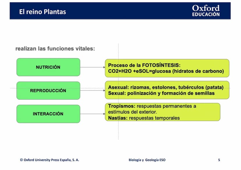 TEMA 4: EL REINO
EING
PLANTAS
logia
Biología y Geología
Oxford
EDUCACIÓN
DO
DOMI MINA El reino Plantas
●
¿Qué son las plantas?
• ¿Cómo son l