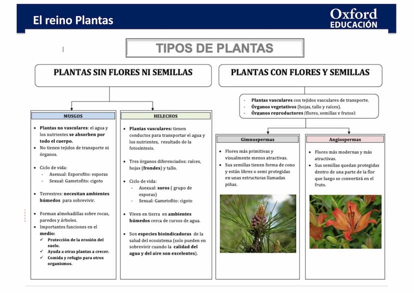 TEMA 4: EL REINO
EING
PLANTAS
logia
Biología y Geología
Oxford
EDUCACIÓN
DO
DOMI MINA El reino Plantas
●
¿Qué son las plantas?
• ¿Cómo son l