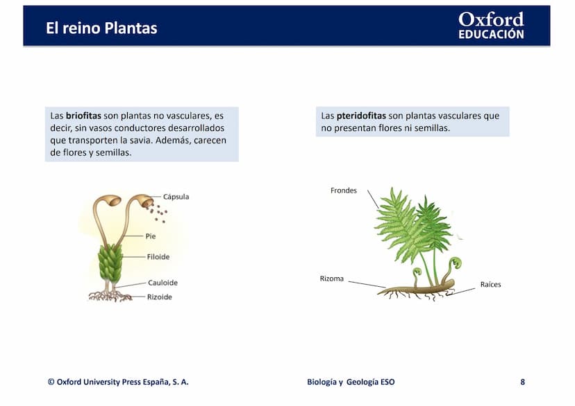 TEMA 4: EL REINO
EING
PLANTAS
logia
Biología y Geología
Oxford
EDUCACIÓN
DO
DOMI MINA El reino Plantas
●
¿Qué son las plantas?
• ¿Cómo son l