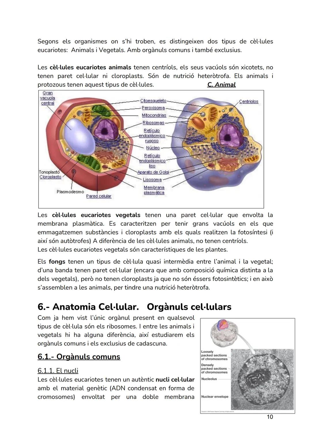 # T01.- LA CÈL·LULA

Continguts que veurem en aquesta Unitat Didàctica

*   La cèl·lula: Estructura i Funcions.
*   El Cicle Cellular..

## 