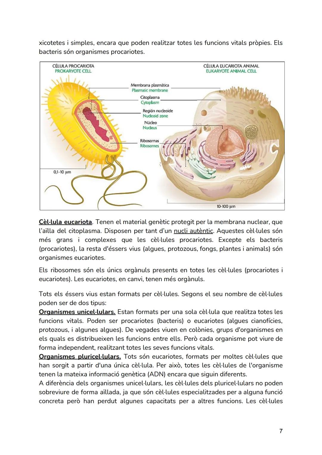 # T01.- LA CÈL·LULA

Continguts que veurem en aquesta Unitat Didàctica

*   La cèl·lula: Estructura i Funcions.
*   El Cicle Cellular..

## 