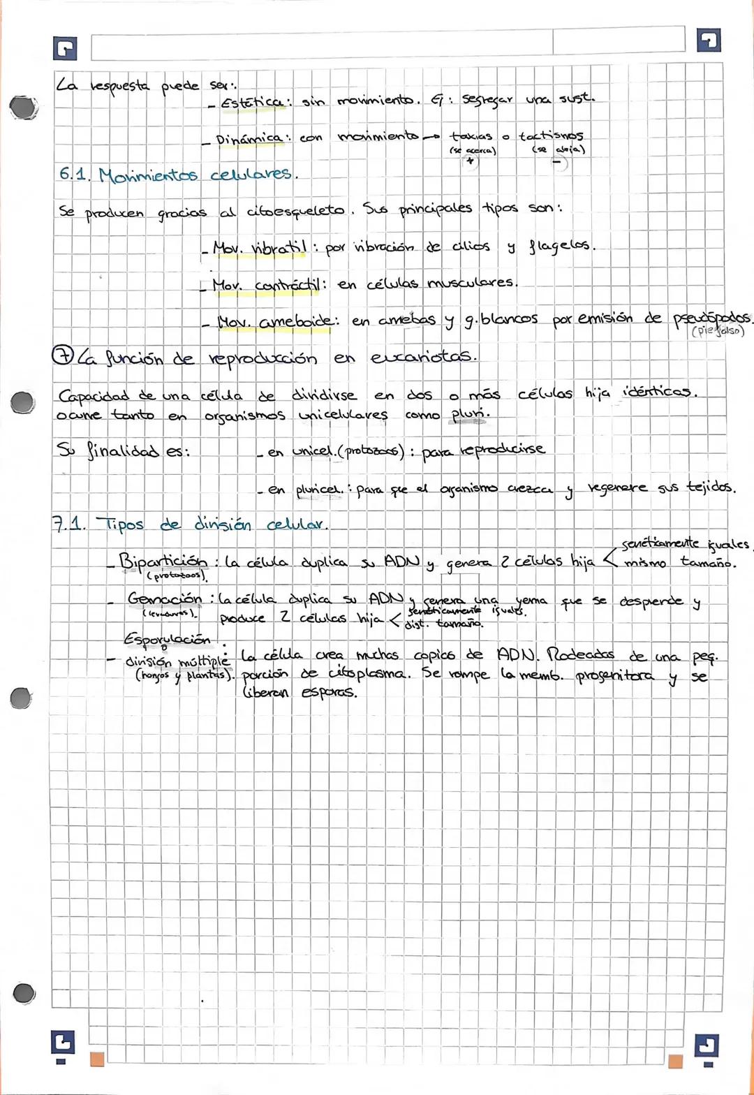 • Estructura del núcleo en división:
el núcleo sufre unes transformaciones.
-La envoltura nuclear se desorganiza, el nudeoplasmria queda lib