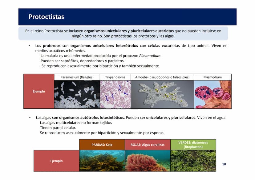 Oxford
EDUCACIÓN
TEMA 3: LOS
MICROORGANISMOS Y
LOS REINOS BACTERIA,
PROTOCTISTA Y FUNGI
Biología y Geología
DOMI MINA Los microorganismos y 