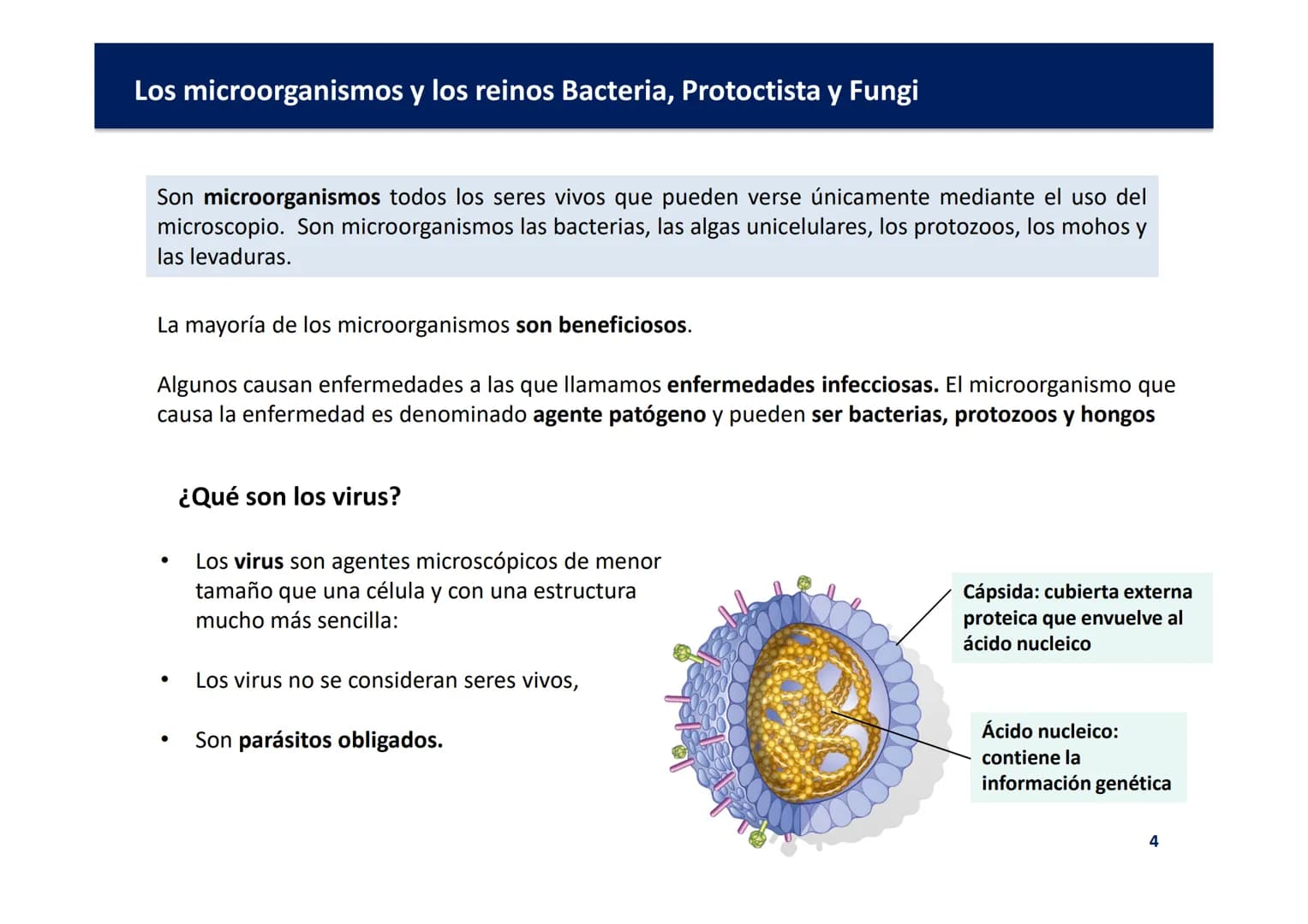 Oxford
EDUCACIÓN
TEMA 3: LOS
MICROORGANISMOS Y
LOS REINOS BACTERIA,
PROTOCTISTA Y FUNGI
Biología y Geología
DOMI MINA Los microorganismos y 