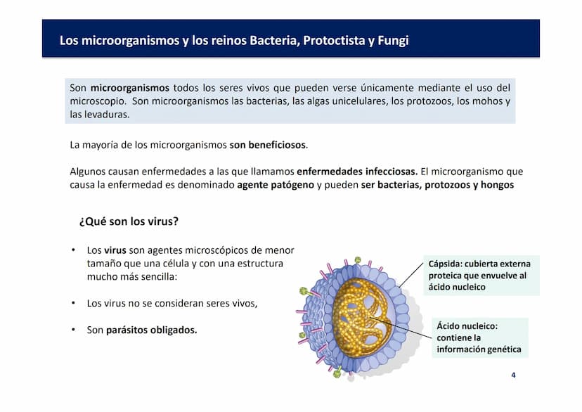 Oxford
EDUCACIÓN
TEMA 3: LOS
MICROORGANISMOS Y
LOS REINOS BACTERIA,
PROTOCTISTA Y FUNGI
Biología y Geología
DOMI MINA Los microorganismos y 