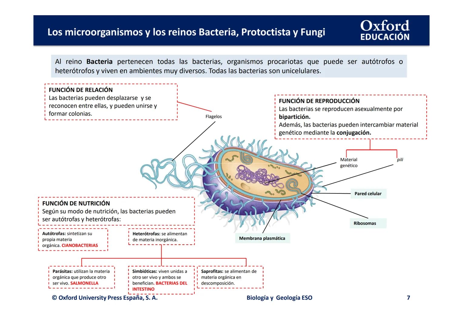 Oxford
EDUCACIÓN
TEMA 3: LOS
MICROORGANISMOS Y
LOS REINOS BACTERIA,
PROTOCTISTA Y FUNGI
Biología y Geología
DOMI MINA Los microorganismos y 