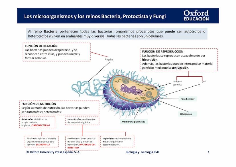 Oxford
EDUCACIÓN
TEMA 3: LOS
MICROORGANISMOS Y
LOS REINOS BACTERIA,
PROTOCTISTA Y FUNGI
Biología y Geología
DOMI MINA Los microorganismos y 