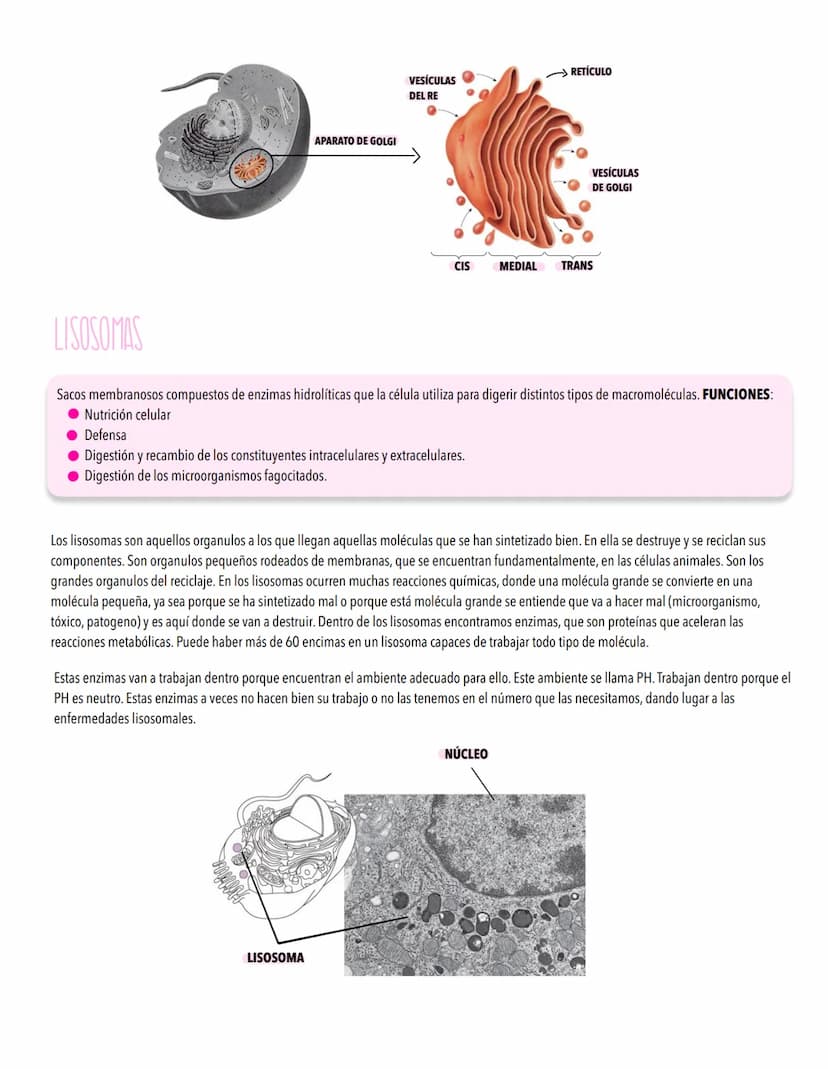 TEMA 2
LA CELULA UNIDAD FUNDAMENTAL DE LA VIDA
TODOS LOS ORGANISMOS ESTÁN ORGANİZADOS EN BASE A CÉLULAS
Concepto de célula y teoría celular.