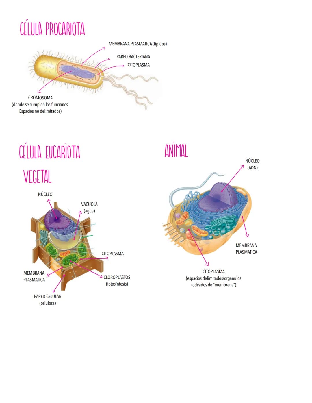 TEMA 2
LA CELULA UNIDAD FUNDAMENTAL DE LA VIDA
TODOS LOS ORGANISMOS ESTÁN ORGANİZADOS EN BASE A CÉLULAS
Concepto de célula y teoría celular.