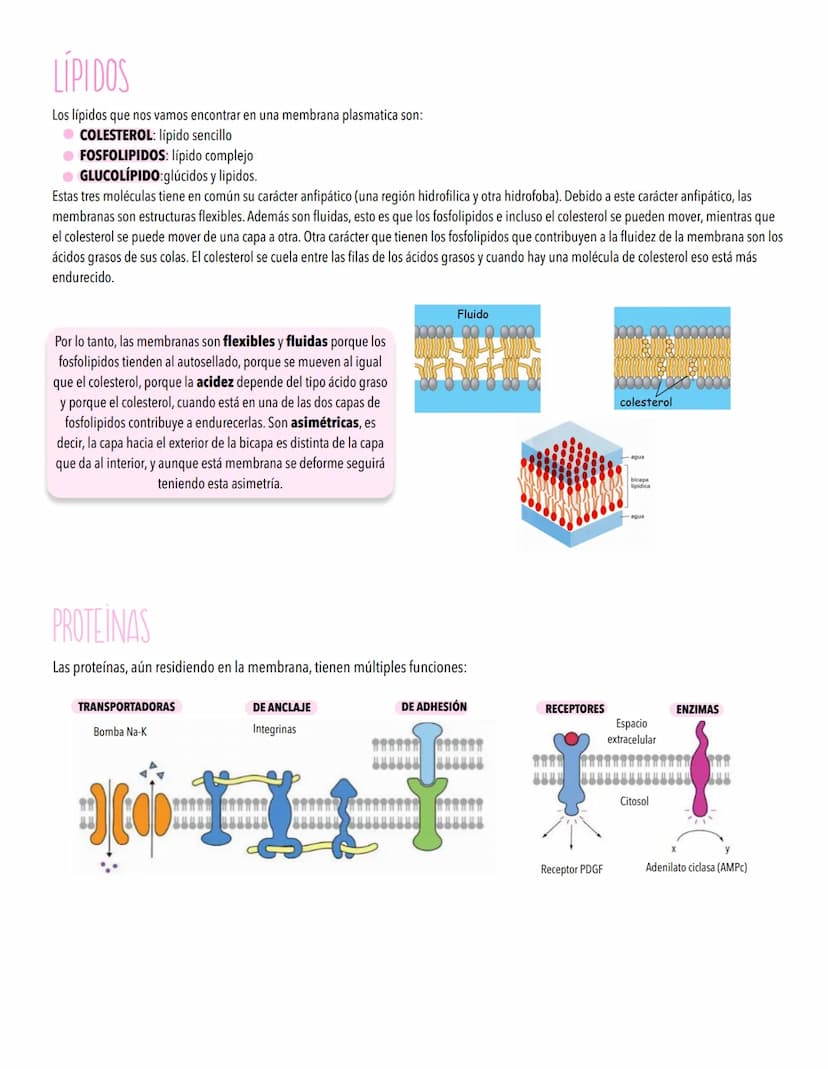 TEMA 2
LA CELULA UNIDAD FUNDAMENTAL DE LA VIDA
TODOS LOS ORGANISMOS ESTÁN ORGANİZADOS EN BASE A CÉLULAS
Concepto de célula y teoría celular.