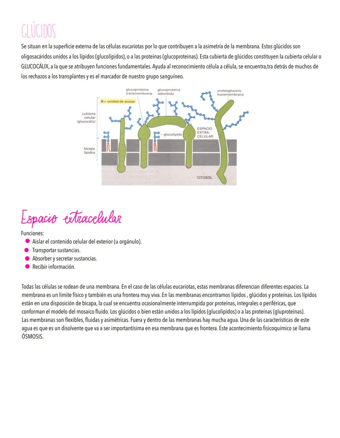 TEMA 2
LA CELULA UNIDAD FUNDAMENTAL DE LA VIDA
TODOS LOS ORGANISMOS ESTÁN ORGANİZADOS EN BASE A CÉLULAS
Concepto de célula y teoría celular.