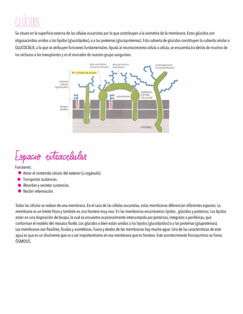 TEMA 2
LA CELULA UNIDAD FUNDAMENTAL DE LA VIDA
TODOS LOS ORGANISMOS ESTÁN ORGANİZADOS EN BASE A CÉLULAS
Concepto de célula y teoría celular.