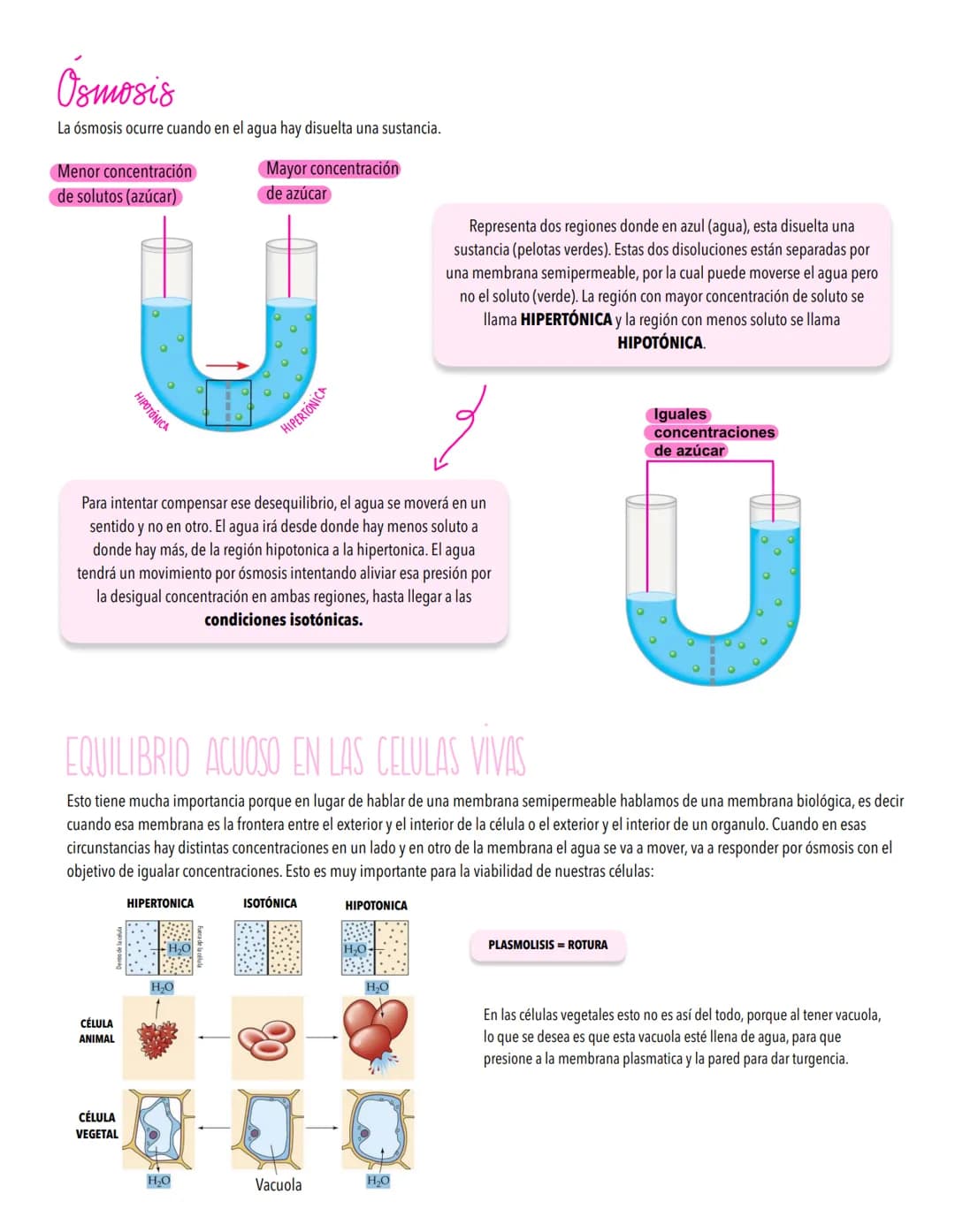 TEMA 2
LA CELULA UNIDAD FUNDAMENTAL DE LA VIDA
TODOS LOS ORGANISMOS ESTÁN ORGANİZADOS EN BASE A CÉLULAS
Concepto de célula y teoría celular.