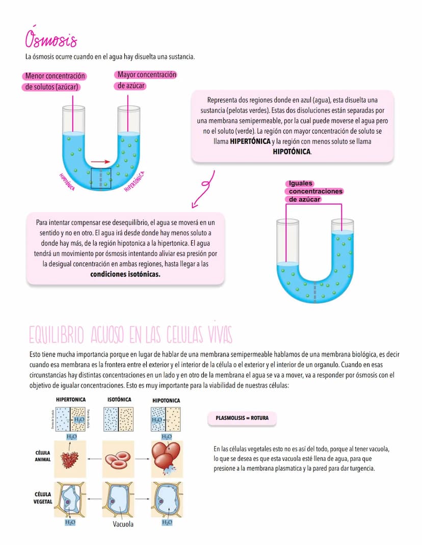 TEMA 2
LA CELULA UNIDAD FUNDAMENTAL DE LA VIDA
TODOS LOS ORGANISMOS ESTÁN ORGANİZADOS EN BASE A CÉLULAS
Concepto de célula y teoría celular.