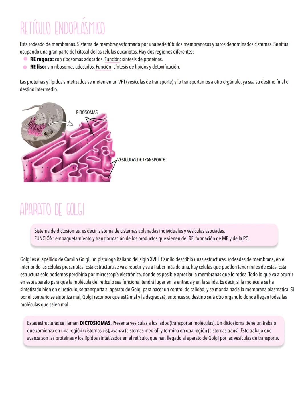 TEMA 2
LA CELULA UNIDAD FUNDAMENTAL DE LA VIDA
TODOS LOS ORGANISMOS ESTÁN ORGANİZADOS EN BASE A CÉLULAS
Concepto de célula y teoría celular.