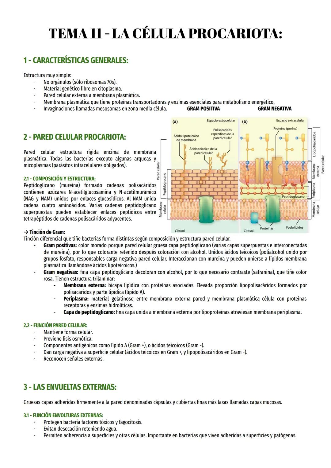 # TEMA II - LA CÉLULA PROCARIOTA:

1- CARACTERÍSTICAS GENERALES:

Estructura muy simple:

- No orgánulos (sólo ribosomas 70s).
- Material ge