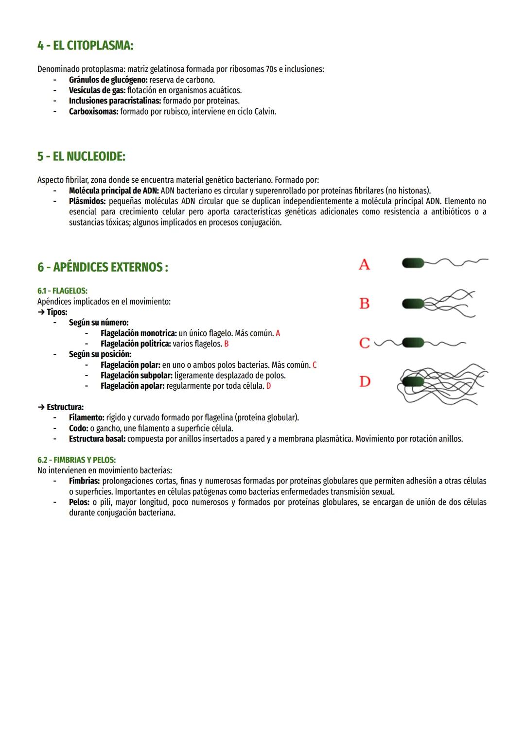 # TEMA II - LA CÉLULA PROCARIOTA:

1- CARACTERÍSTICAS GENERALES:

Estructura muy simple:

- No orgánulos (sólo ribosomas 70s).
- Material ge