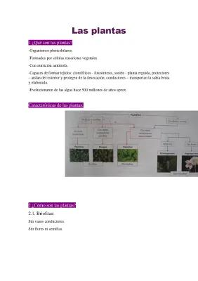 Know Resumen Biología - Las Plantas thumbnail