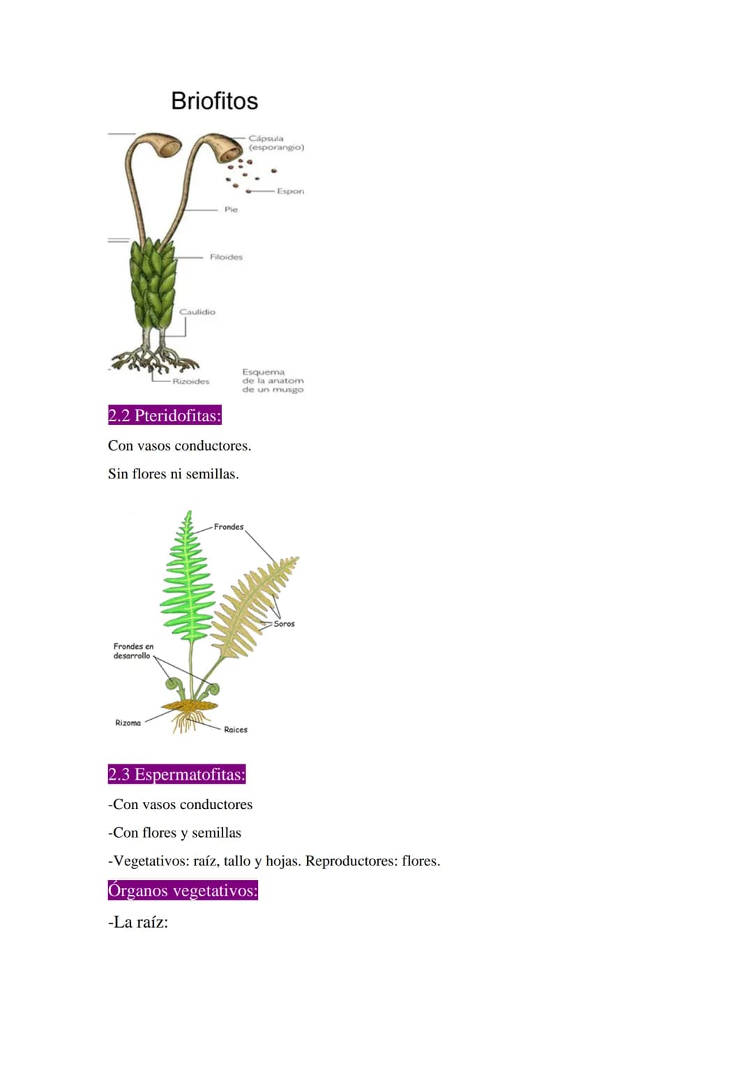 Las plantas
1 ¿Qué son las plantas?
-Organismos pluricelulares.
-Formados por células eucariotas vegetales.
-Con nutrición autótrofa.
-Capac